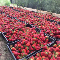 El famoso que llegó a Jujuy y cosechó frutillas como si nada, le sacaron fotos