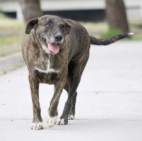 ¡La China está bien!: la perrita más querida de Jujuy, sin problemas de salud