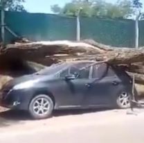 Un árbol cayó sobre dos autos e interrumpió el tránsito en la ruta Nº9