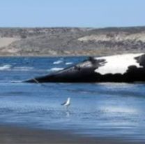 Península Valdés: Aparecieron 21 ballenas muertas y ya son más de 70 en lo que va del año