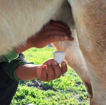 Es furor la leche de burra en Jujuy, ¿te animás a probar?