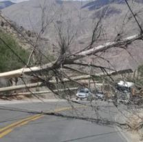 Se cayó un árbol sobre la Ruta 52 en Purmamarca y provocó un corte total