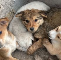 En plena tormenta encontraron 4 cachorritos abandonados en Chijra: Buscan hogar