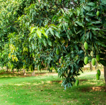 "Vamos a buscar mangos": jujeño llevaba a su sobrinita al campo y le hacía cosas horribles