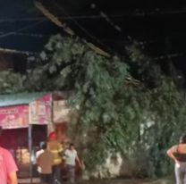 Cayó un rayo y partió un árbol en medio de un barrio jujeño: tremendo susto