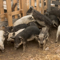 Chanchos se comieron a una nena, la agarraron a mordiscones