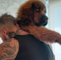 Pasado de peso, critican a Marcelo Tinelli por cómo tiene a su perro