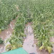 Productores tabacaleros jujeños afectados por lluvias y granizo