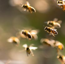 Abejas atacaron a una mujer en Jujuy: quedó internada en grave estado 