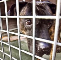 En Palpalá agarraron a una perrita a machetazos: un abuelito el principal sospechoso