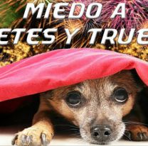 Fiestas y mascotas: cómo proteger a los animales de la pirotecnia