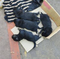 Abandonan a una perra con sus cachorros en las 18 Hectáreas de Alto Comedero