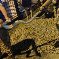 ¡¡Qué es eso!! Vecinos llamaron gritando a la Policía por una enorme pitón