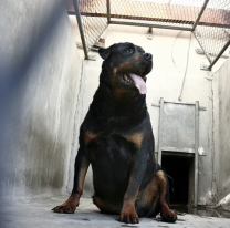 "Fue un descuido": rottweiler se escapó en TIlcara y casi mata a una nena