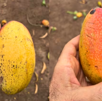 Lluvia de mangos: el lugar donde solo tenés que levantarlos sin pagar