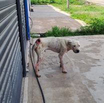 Palpalá: conmoción por las estremecedoras imágenes de un dogo abandonado