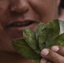 Guarda con esto, la enfermedad que sería causada por la hoja de coca