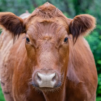 De terror: campesino intentó violar a un animal que reaccionó mal y lo mató