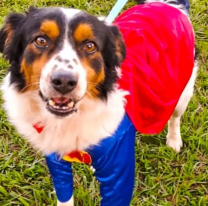 Lo más tierno que verás hoy: Yuyín el perro "guardián" de Palpalá