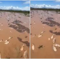 El cielo de los pescadores: miles de sábalos quedaron atrapados en el barro