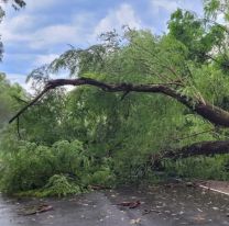 Rutas cortadas y árboles caídos en el interior de Jujuy: Circular con precaución