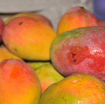 El mango de Bolivia perjudica la producción de Jujuy: No vendemos nada