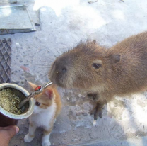 Vieron a carpinchos tomando mate "como todo argentino de bien"