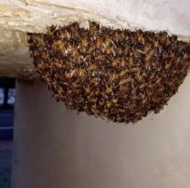 Una casa de Jujuy se llenó de abejas: había 15 panales. 