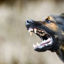 Criaturas quedaron con la cara destrozada por el ataque de varios perros en Jujuy