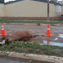 Explotó al caballo hasta que no pudo más y entonces lo mató a golpes