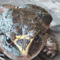 Hallaron un sapo del tamaño de un "bebé humano". Mucho más grande que un rococó