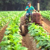 Tabacaleros de Jujuy enojados con los cigarrillos que no pagan impuestos