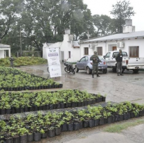 JUJUY: La marihuana secuestrada está valuada en 2500 millones de pesos