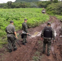 Cuál fue la clave para desactivar el mega negocio de la marihuana en Jujuy