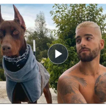 Quedó irreconocible. Un doberman atacó a Maluma y así le dejó el rostro