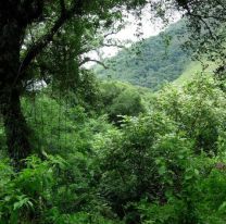 El Gobierno asignó el número más bajo de la historia para la protección de bosques nativos