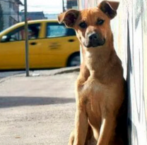 Planes sociales para perros callejeros: El proyecto que abrió una nueva discusión