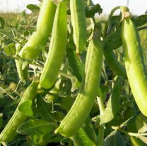 Advierten que caerá al menos un 30% la producción de porotos este año en Jujuy