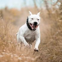 Un pitbull atacó en la cabeza a una nena de dos años con la que convivía en la misma casa: quedó internada