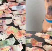 Su perro le comió todos los billetes y él reaccionó de una forma inesperada: "¿Qué hiciste?"