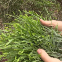 La milagrosa planta que crece en Jujuy y te cura el dolor de estomago