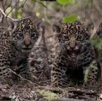 Corrientes: detectaron 16 cachorros de yaguareté que nacieron en estado silvestre