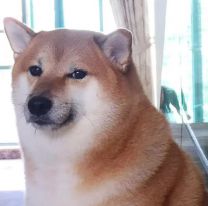 Murió "Cheems", el perrito shiba inu del meme