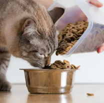 ALERTA: podría escasear el alimento balanceado para mascotas